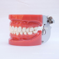Standard Dental Teeth Modelle mit 28pcs abnehmbaren Zähnen durch Wachs 13001 behoben